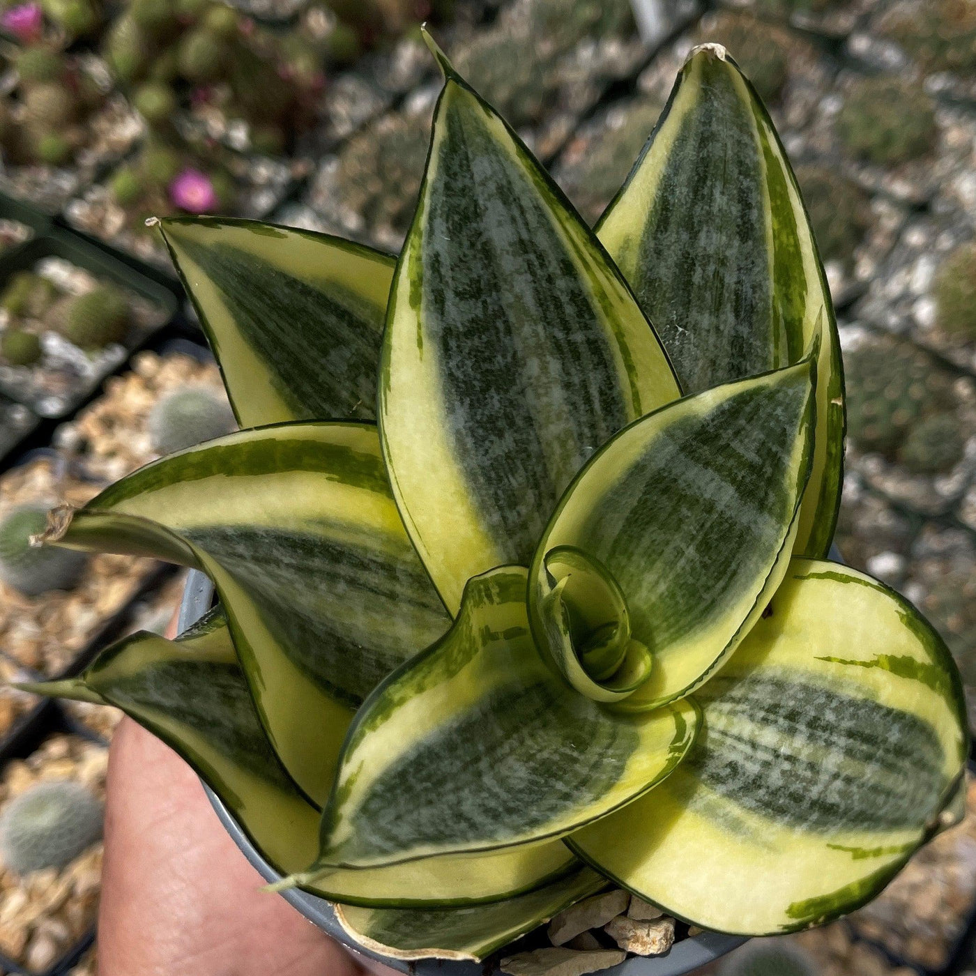 mini sansevieria Sansevieria Bird Nest mini – Planet Desert