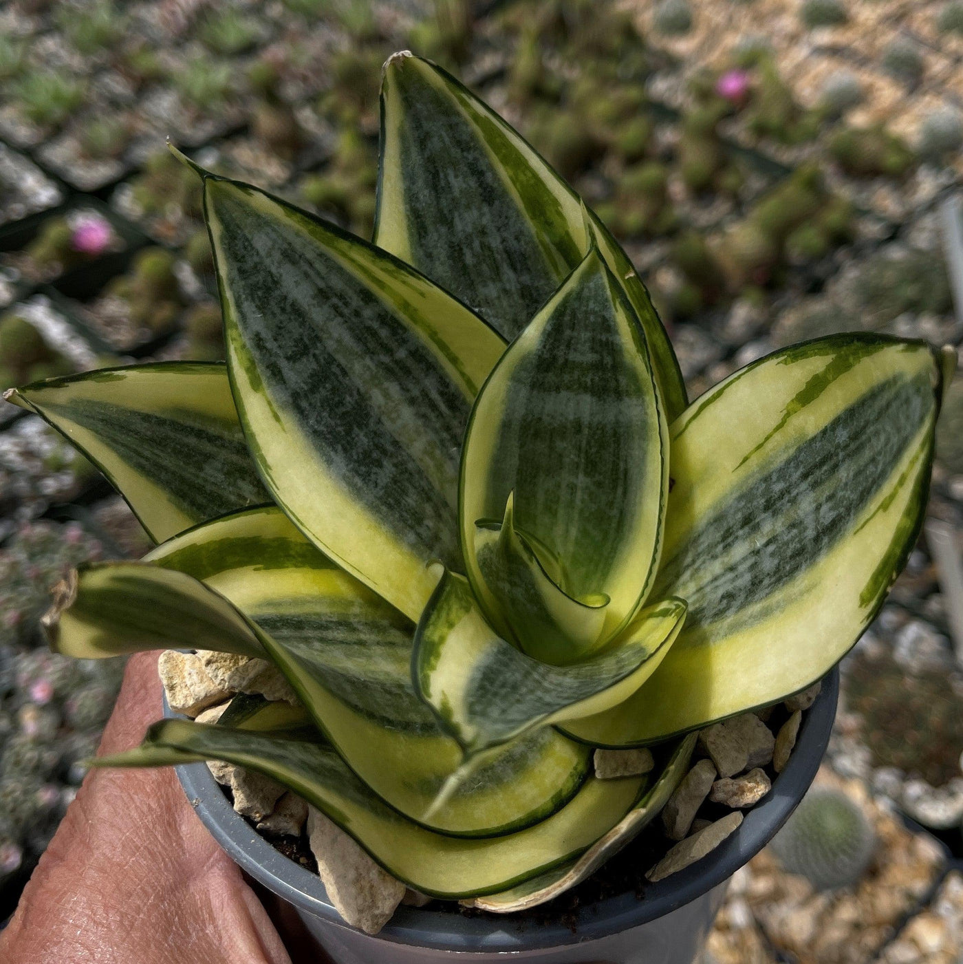 sansevieria trifasciata hort. ex prain Sansevieria Bird Nest mini – Planet Desert