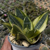 Sansevieria Bird Nest mini