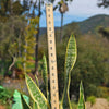 Snake Plant - Sansevieria trifasciata &