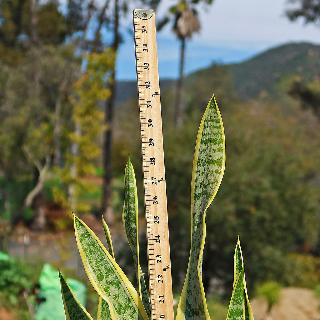 Snake Plant - Sansevieria trifasciata &