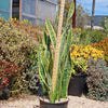 Snake Plant - Sansevieria trifasciata &