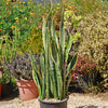 Snake Plant - Sansevieria trifasciata &