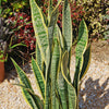 Snake Plant - Sansevieria trifasciata &