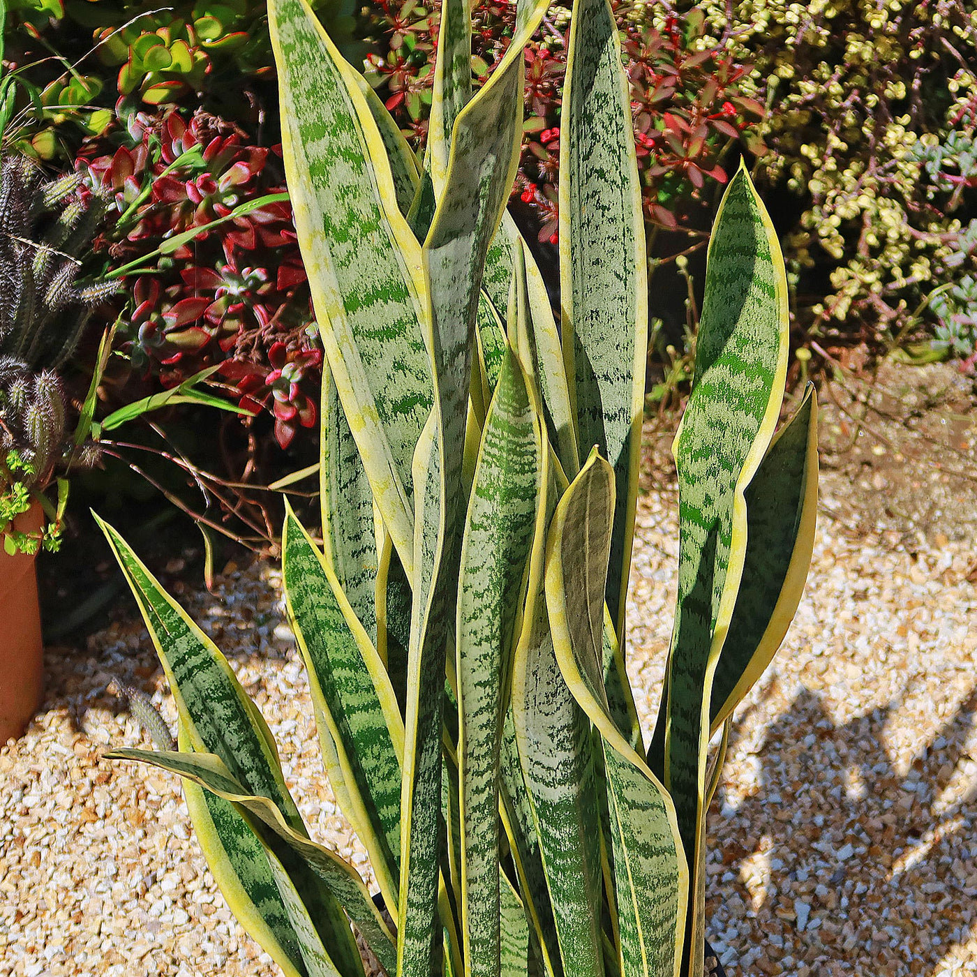 Snake Plant - Sansevieria trifasciata 'laurentii' -3