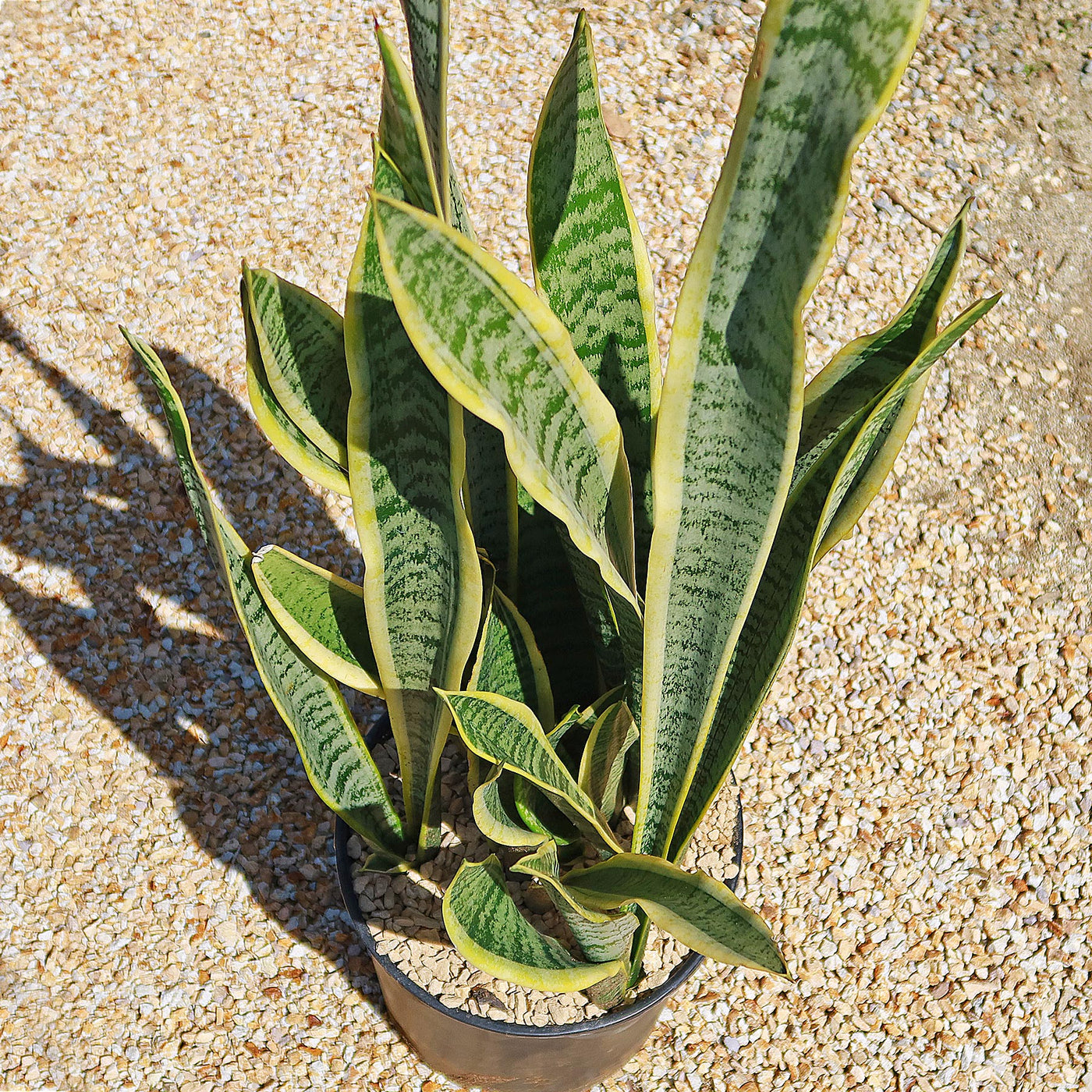 Snake Plant - Sansevieria trifasciata 'laurentii' - 8