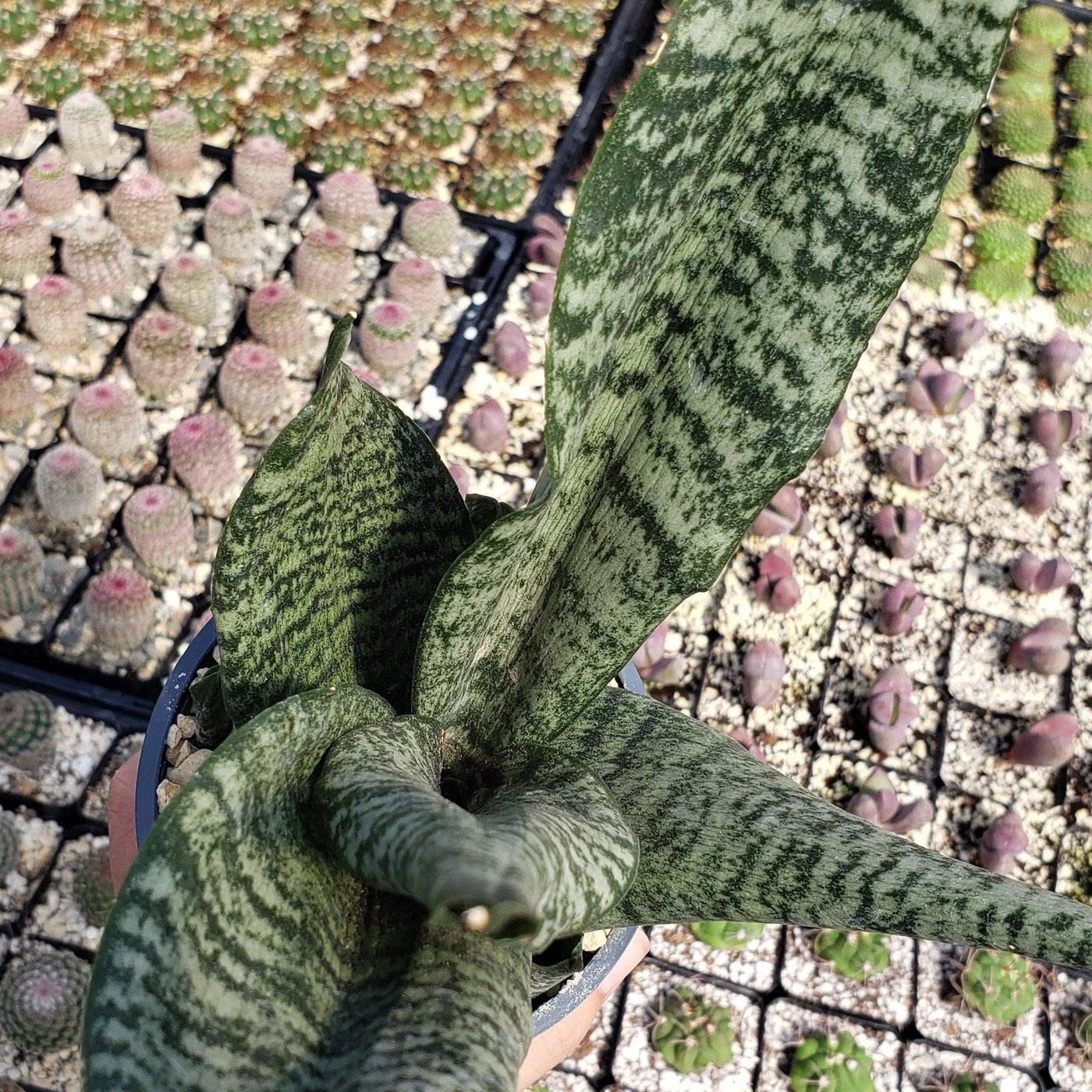 dwarf zeylanica snake plant Shop 'Zeylanica Snake Plant - Sansevieria zeylanica' Care and Info