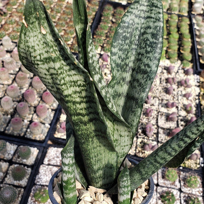 'Sansevieria zeylanica' Mother-in-Law's Tongue-Snake Plant -12