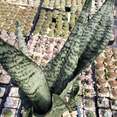 'Sansevieria zeylanica' Mother-in-Law's Tongue-Snake Plant -7