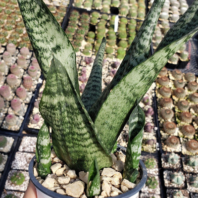 'Sansevieria zeylanica' Mother-in-Law's Tongue-Snake Plant -4 