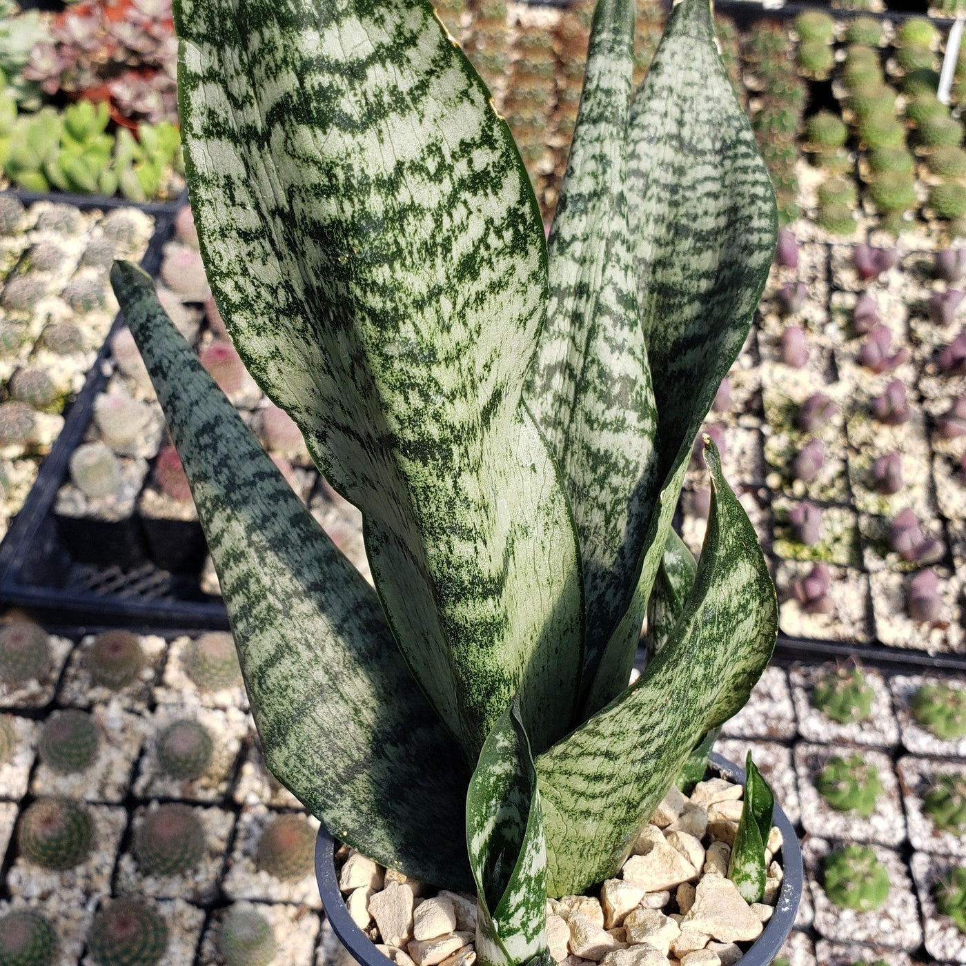 zeylanica snake plant height Shop 'Zeylanica Snake Plant - Sansevieria zeylanica' Care and Info