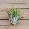 Tillandsia Scaposa