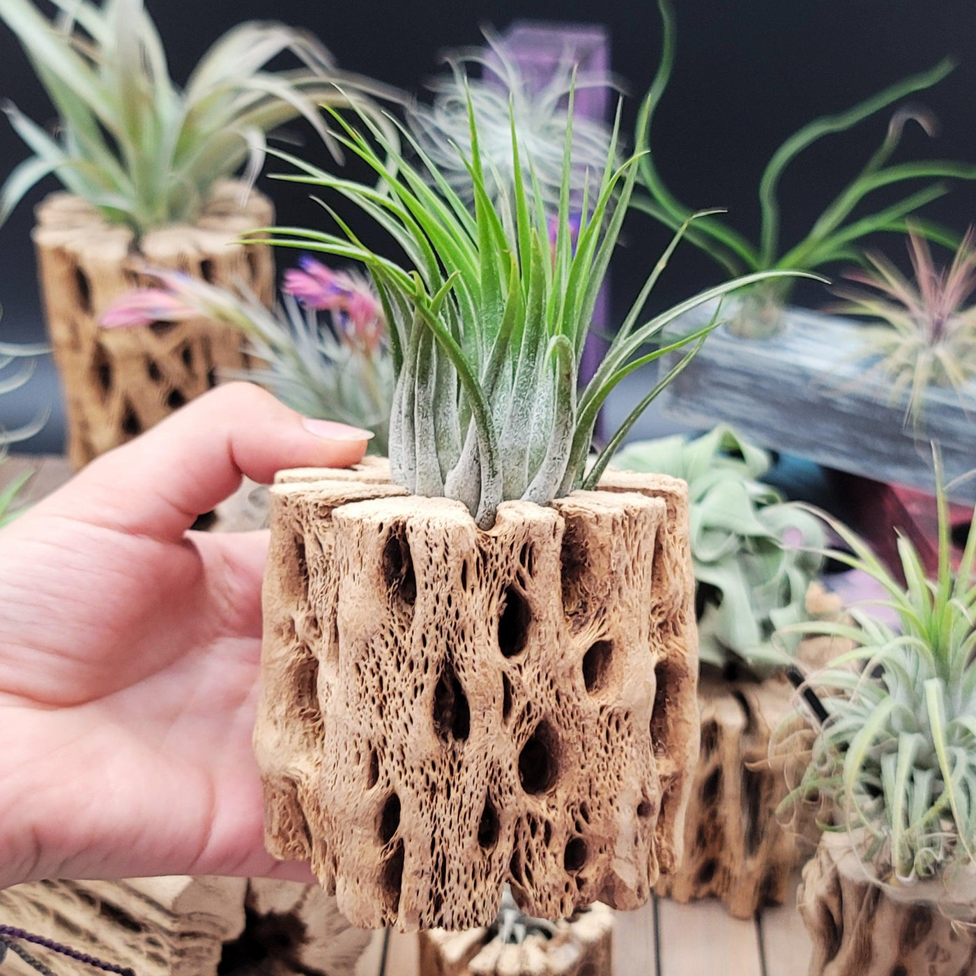 where can i buy an air plant Buy Tillandsia Scaposa | Kolbii Air Plant