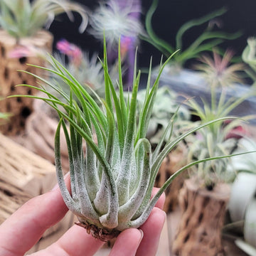 bromelie luftreiniger Tillandsia Scaposa