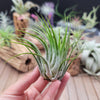 Tillandsia Scaposa