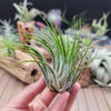 Tillandsia Scaposa