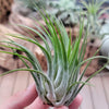 Tillandsia Scaposa