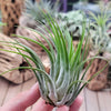 Tillandsia Scaposa