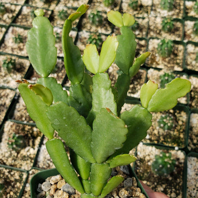 Schlumbergera Zygocactus Christmas Cactus
