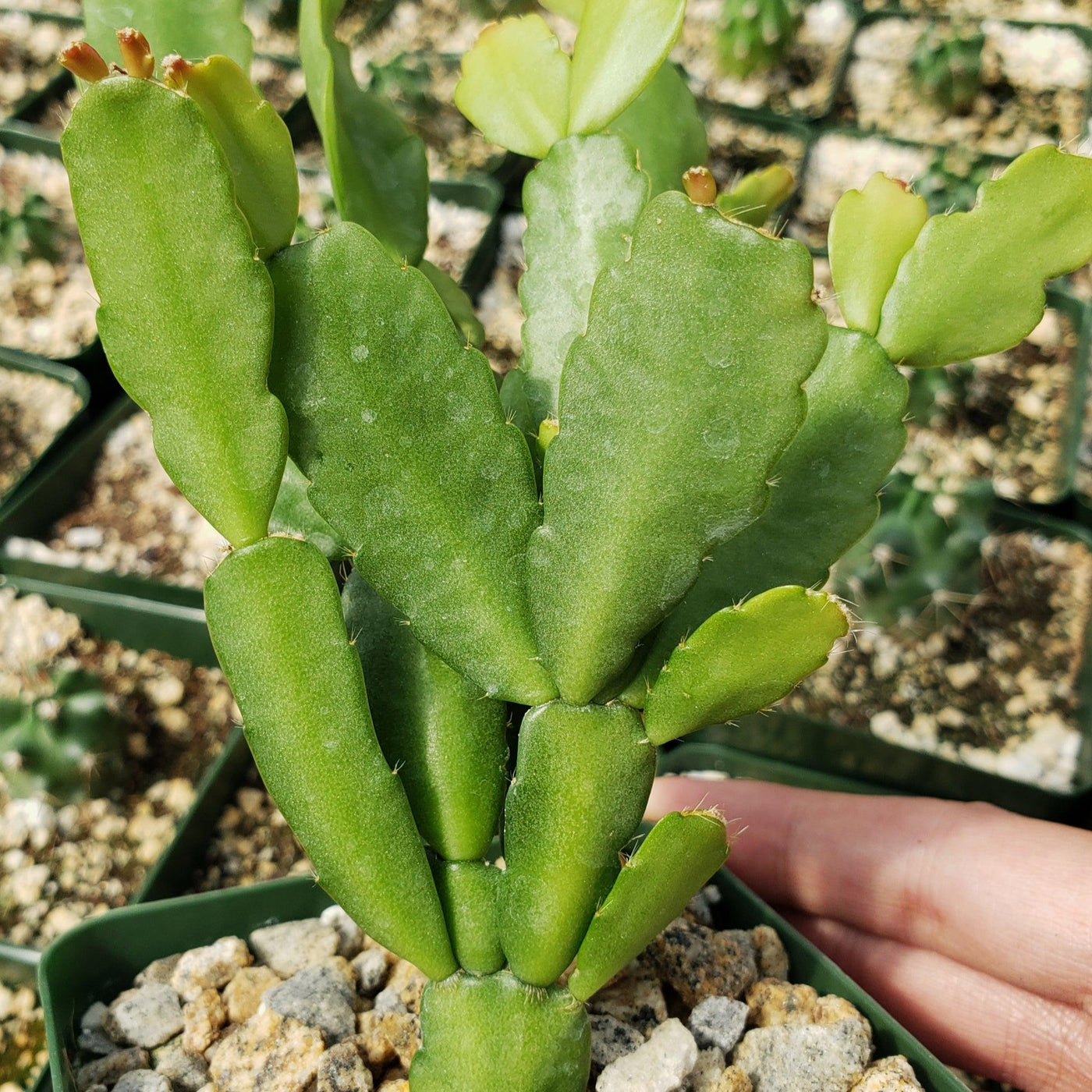 Healthy green Christmas cactus stems growing strongly in summer