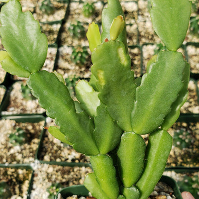Christmas Cactus 'Schlumbergera bridgesii'