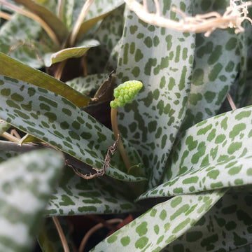succulent bulb spotted leaves Scilla violacea