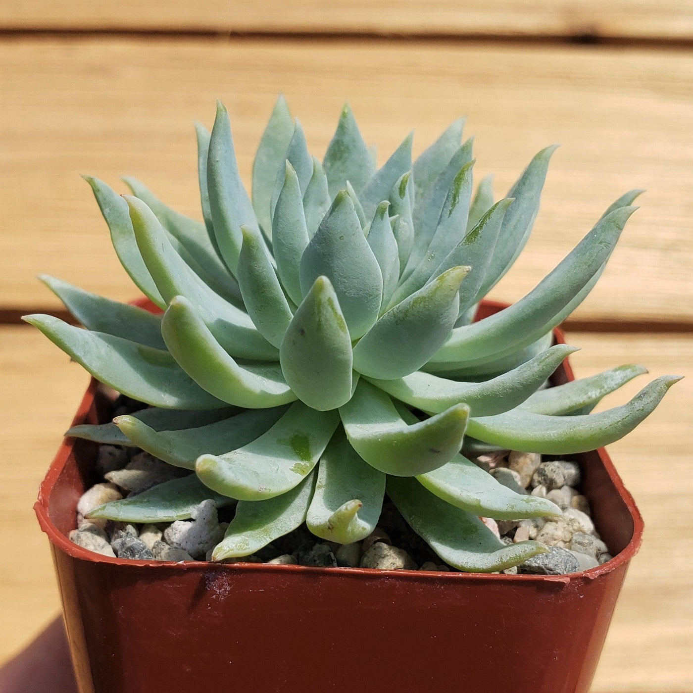 fanfare succulent 2 inch sedeveria fanfare – Planet Desert