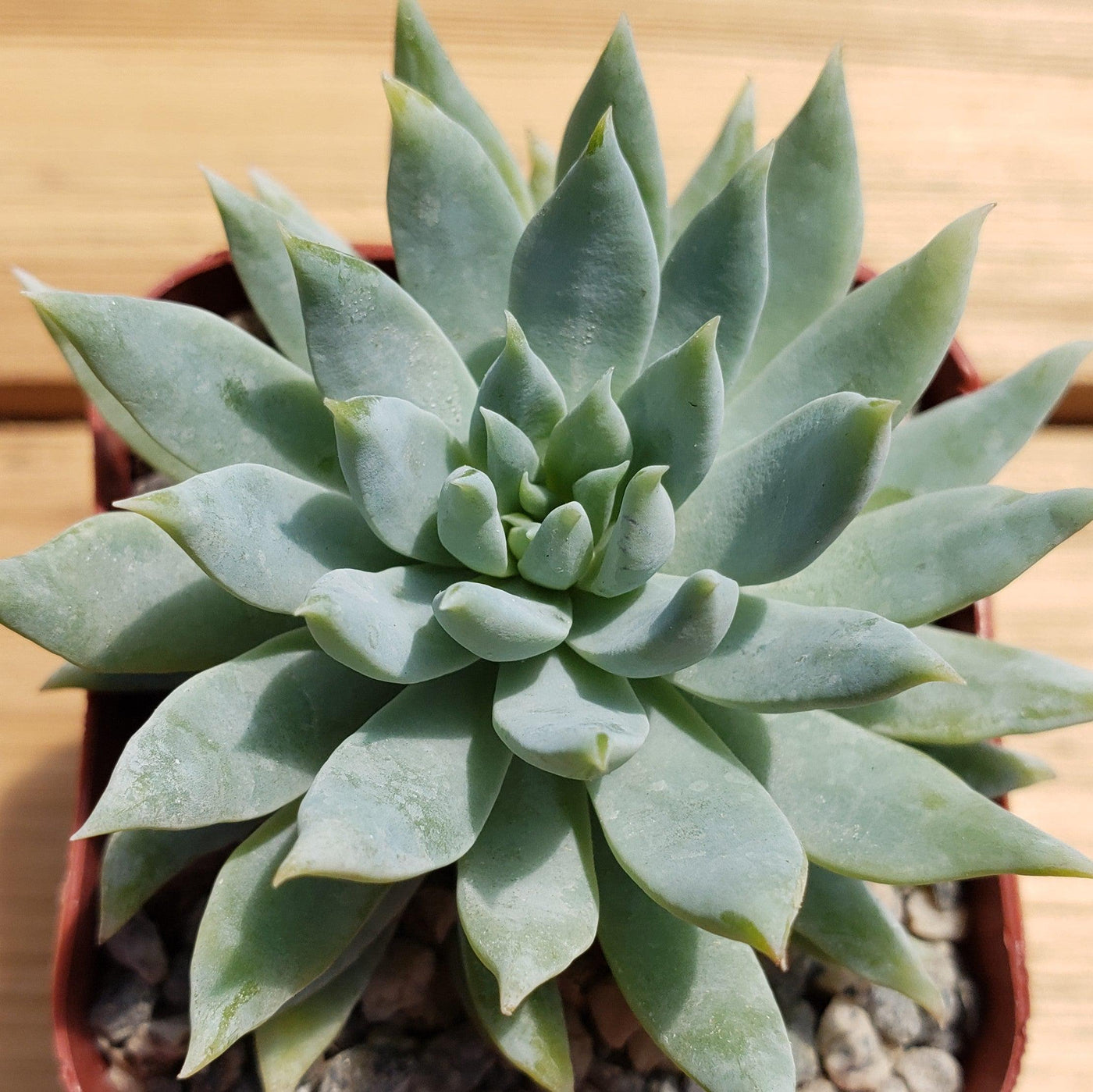 fanfare succulent 2 inch sedeveria fanfare – Planet Desert
