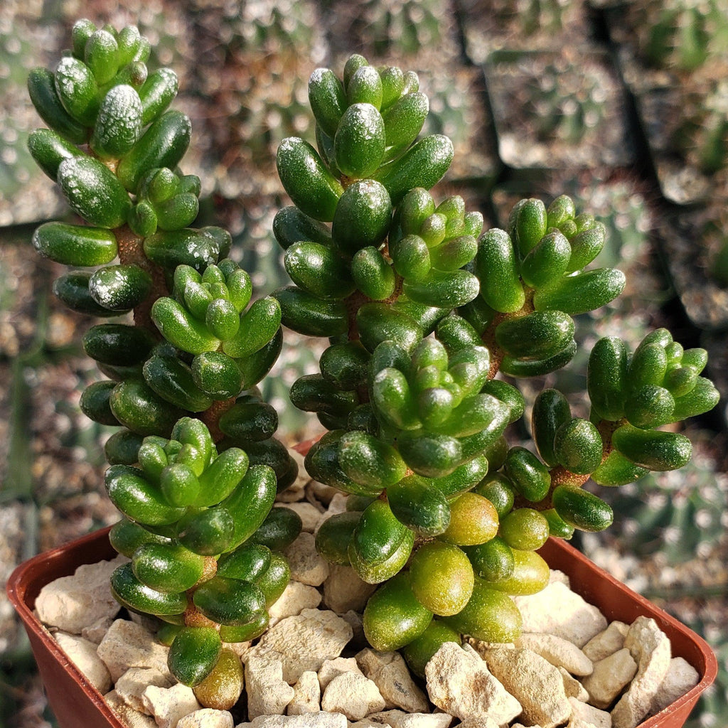 Sedum furfuraceum