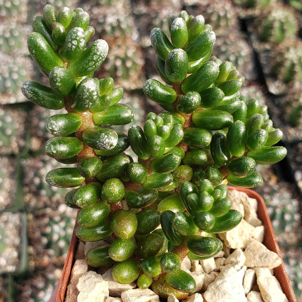 Sedum furfuraceum