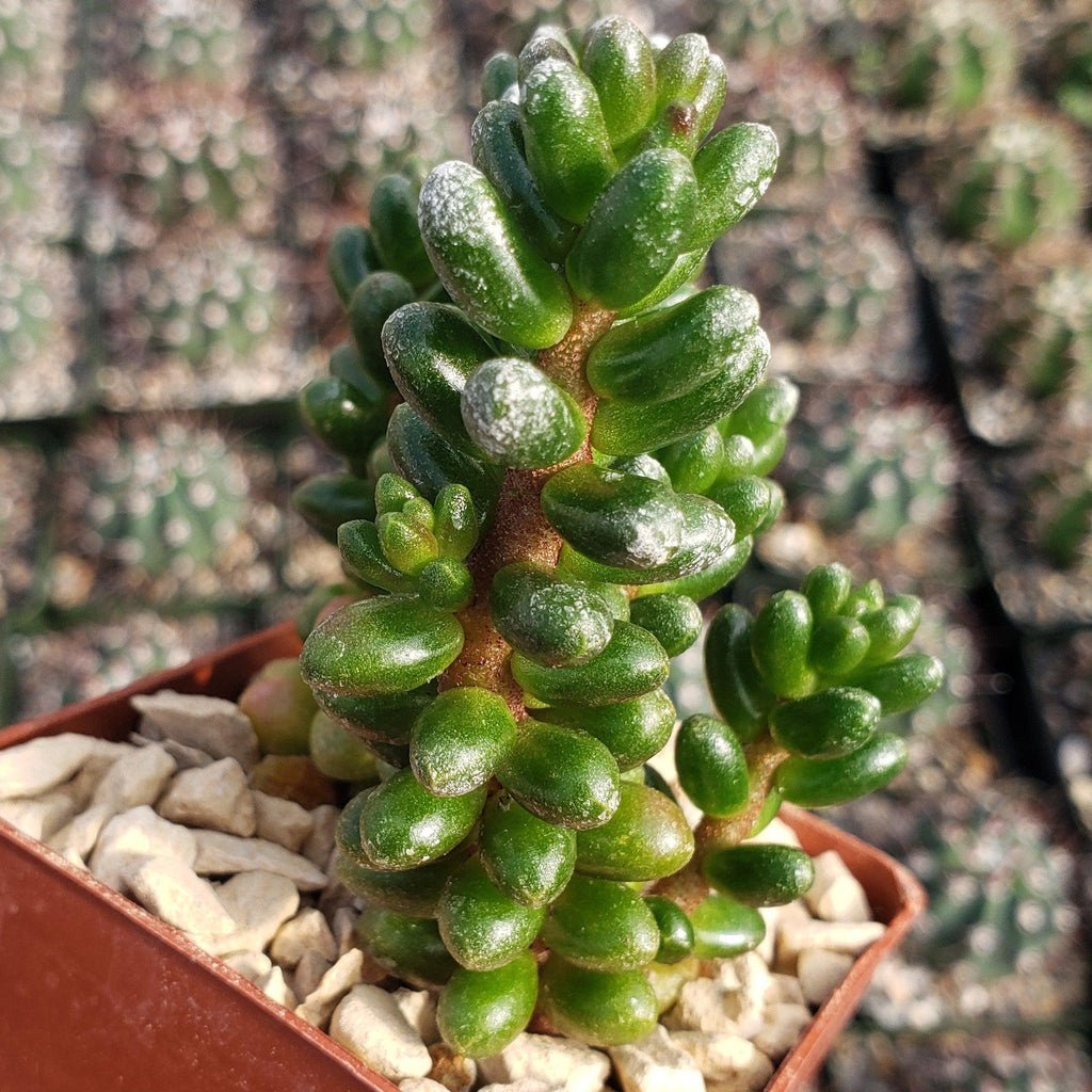 Sedum furfuraceum