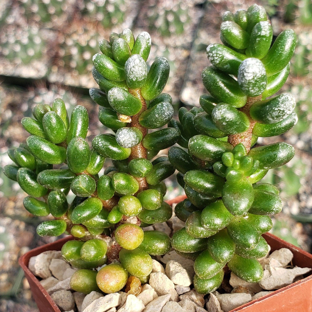 Sedum furfuraceum