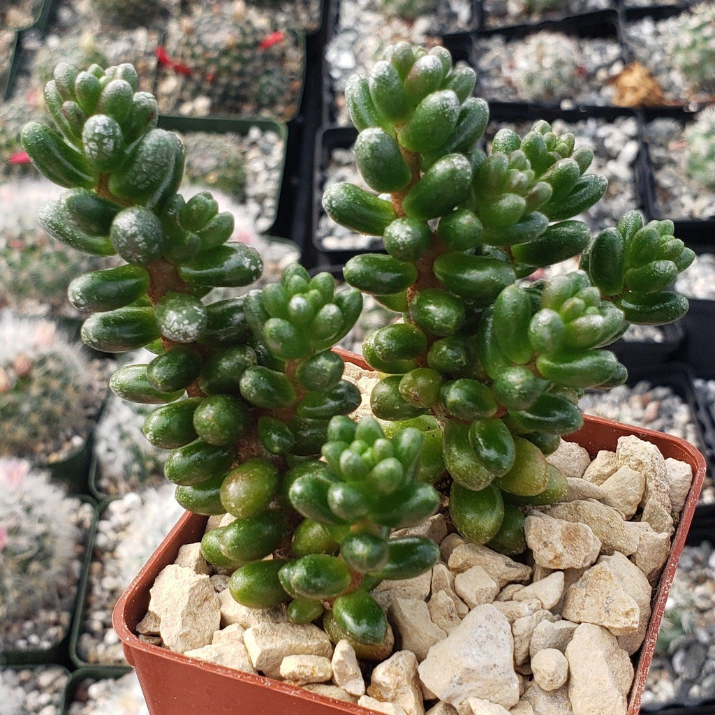 Sedum furfuraceum