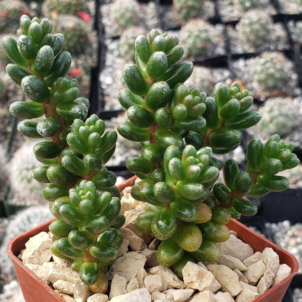 Sedum furfuraceum