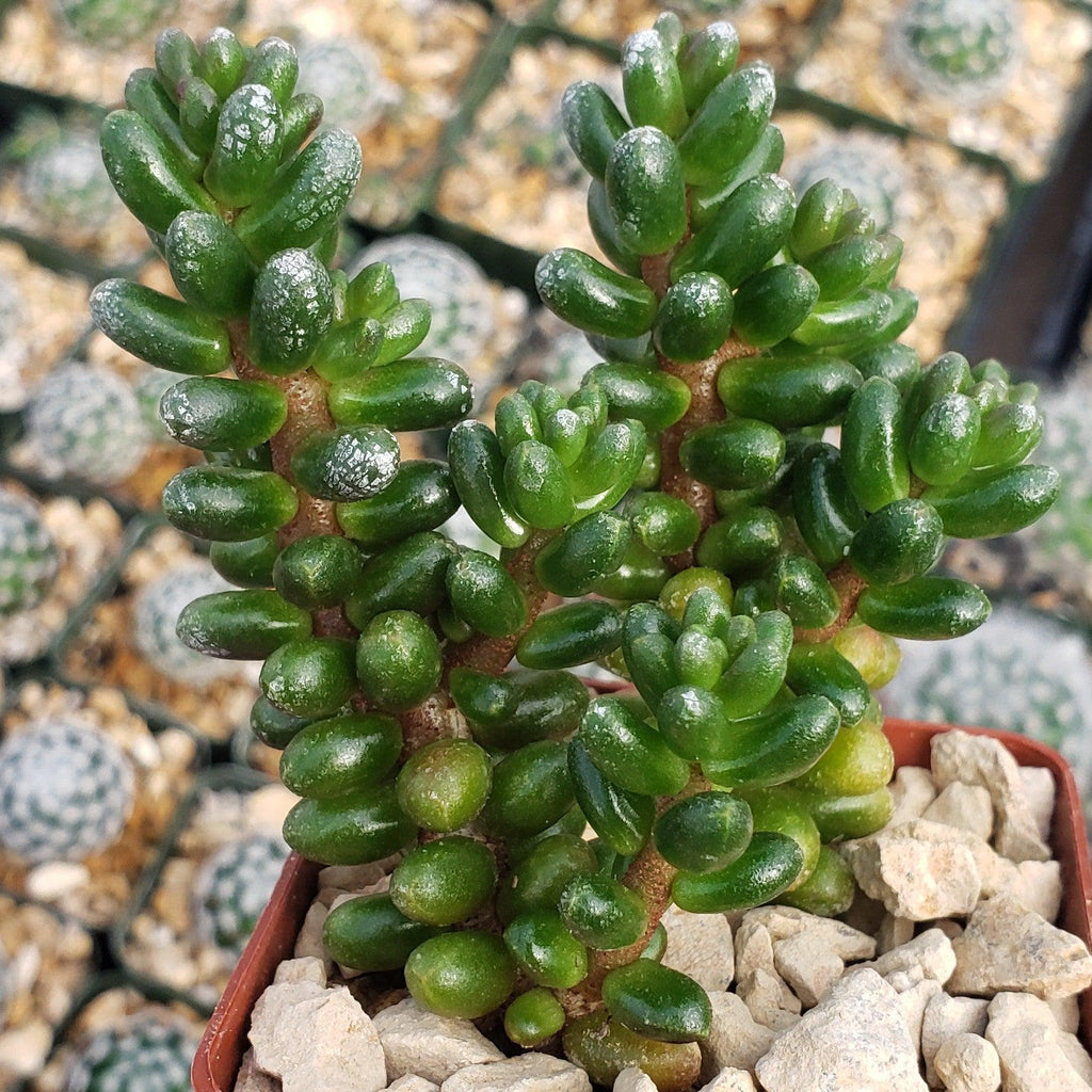 Sedum furfuraceum