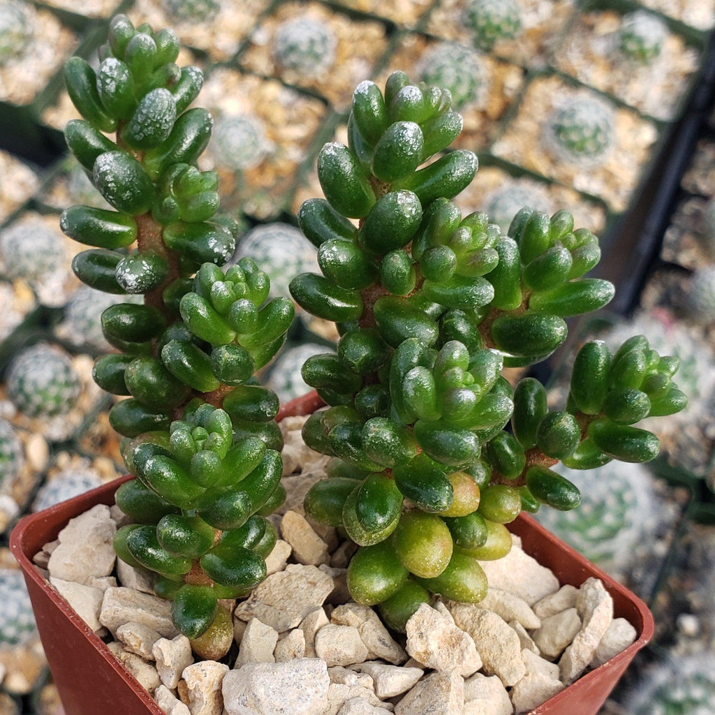 Sedum furfuraceum
