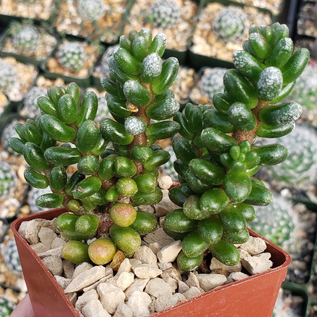 Sedum furfuraceum