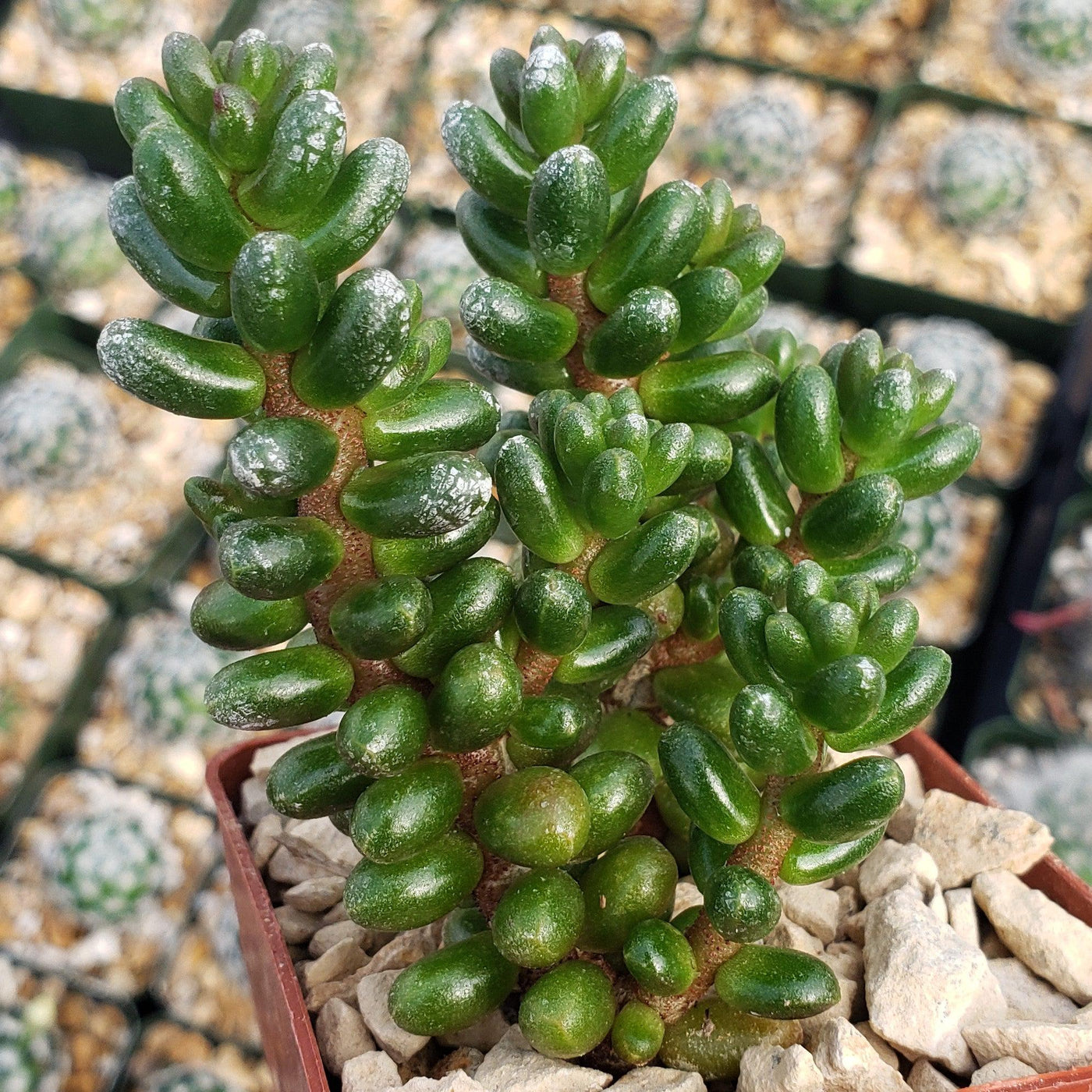 sedums succulents Sedum Furfuraceum Branching Succulent | Bonsai Sedum