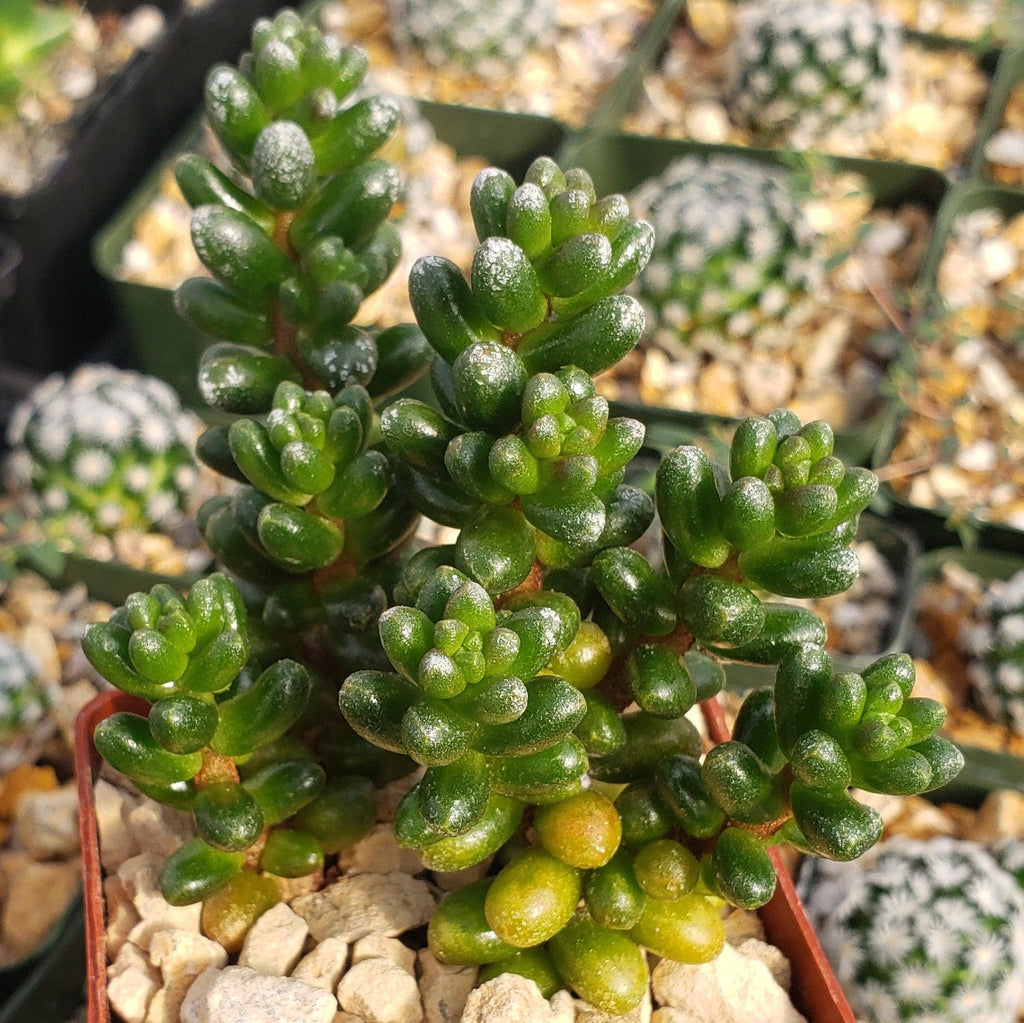 Sedum furfuraceum