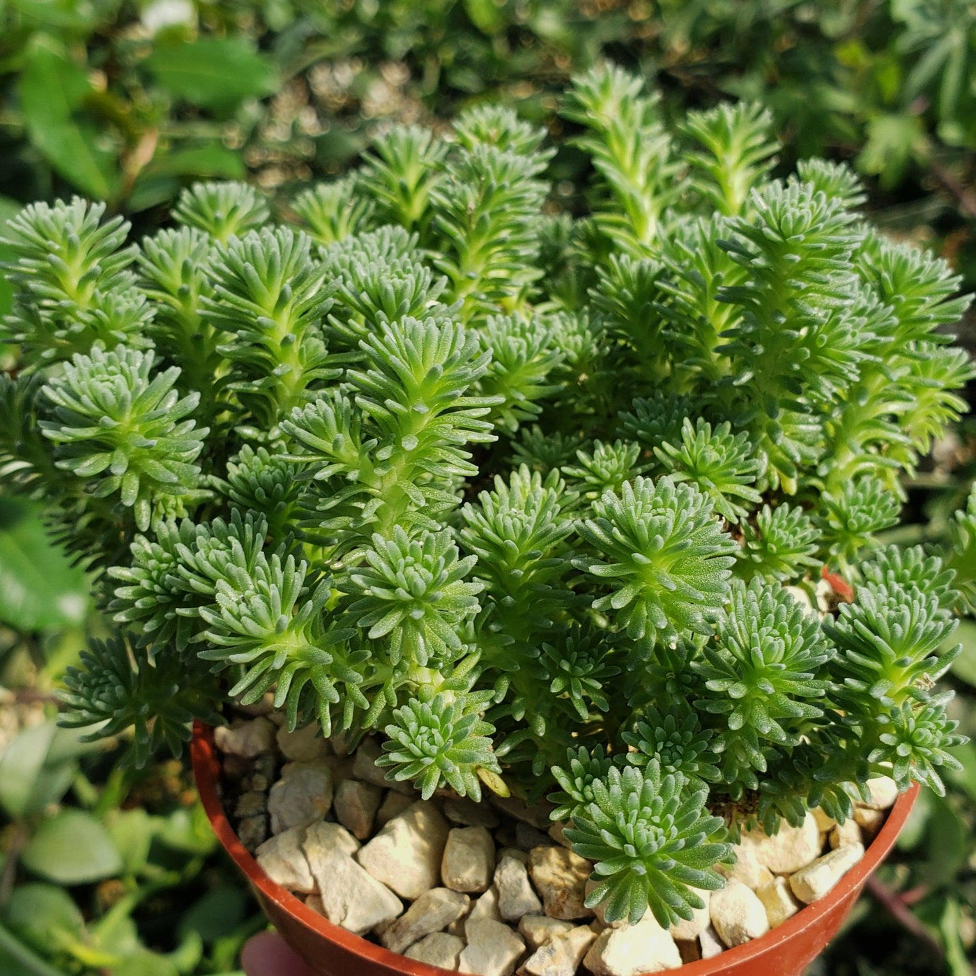 joshua tree succulent Sedum multiceps Miniature Joshua Tree