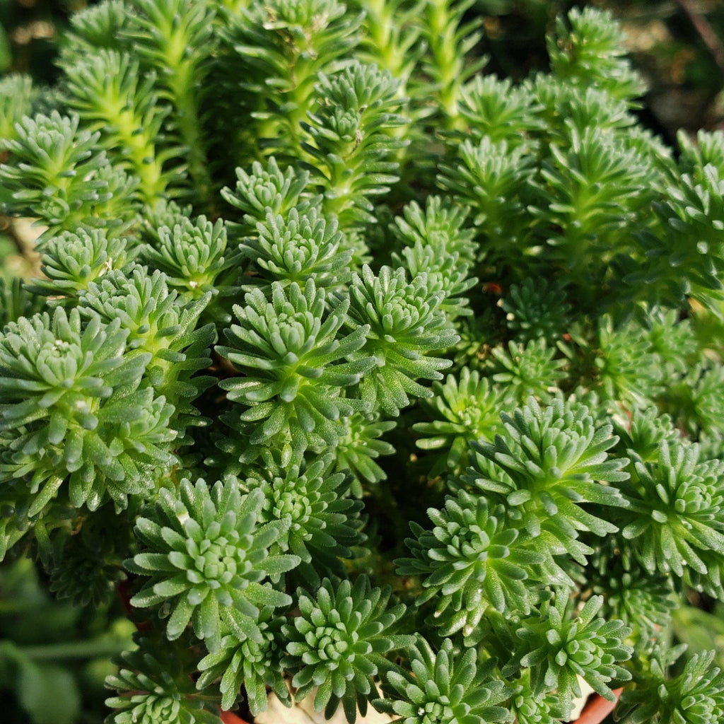 Sedum multiceps
