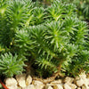 Sedum multiceps