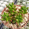 Jelly Bean Succulent &