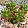 Jelly Bean Succulent &