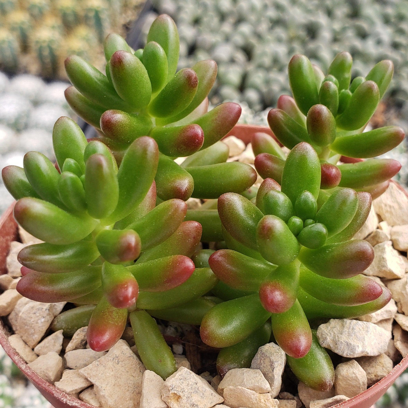 jellybean succulent Shop 'Jelly Bean Succulent - Sedum rubrotinctum' Care and Growing Guide