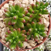 Jelly Bean Succulent &