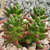 Jelly Bean Succulent &