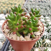 Jelly Bean Succulent &