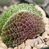 Sempervivum arachnoideum crested