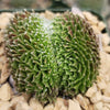 Sempervivum arachnoideum crested